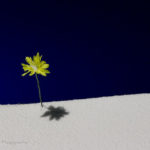 【首の皮一枚】だった同僚ワーママがたくましく【カンバック】する件