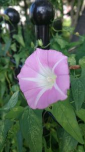 乳がん検診でひっかかった