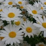 どこか『こじらせて』はいませんか？