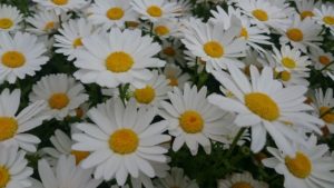 どこか『こじらせて』はいませんか？