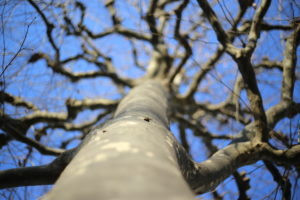 【一流】に育てたいわけじゃないけど、なかなか参考になる子育て本を読みました
