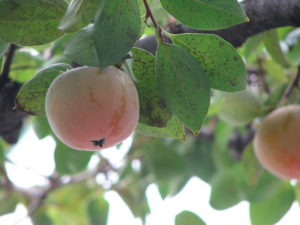 ハロウィンの準備はお済みですか…?保育園の仮装パレードに向けて