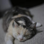 お高いけど、その価値を再認識したもの