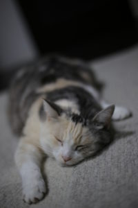 お高いけど、その価値を再認識したもの