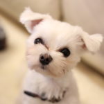 【ハイテンションな犬】のような息子たちと【お嬢様風ネコ】の同居のための試行錯誤