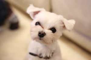 【ハイテンションな犬】のような息子たちと【お嬢様風ネコ】の同居のための試行錯誤