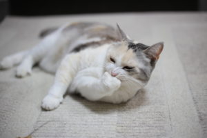 【会員限定】なんだろう？文化の違い？夫とのデフォルト値が違いすぎる