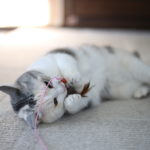 【会員限定】『やさしくする』ってどうやってやるの？と夫が聞いた。