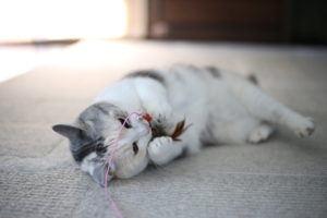 【会員限定】『やさしくする』ってどうやってやるの？と夫が聞いた。