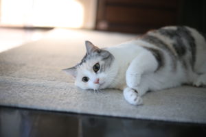 『ちょうどいい』が難しい、40代中盤のもちもの