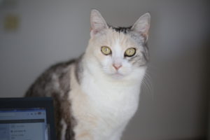 親を試すようで試していない子供【親とは】