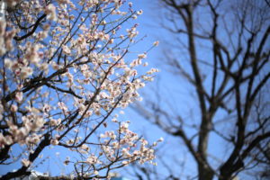 洗濯物を干したら大変なことになる 初めてのコインランドリー(乾燥のみ)