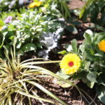 可視化最強　我が家のバラ色の未来