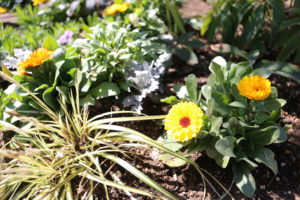 可視化最強　我が家のバラ色の未来