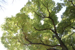 そろそろやらないと後悔しそうなこと