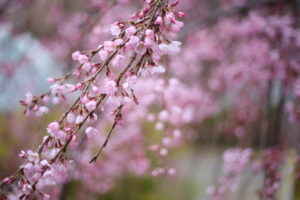 春 やっと退社日が確定しました