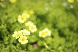 世界一良い男と結婚しましたか?