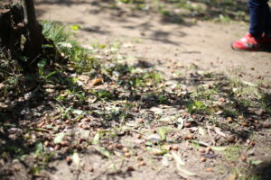 私は12歳を目安に考えているのですがどうでしょう？