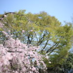 続けようと思っている月額550円
