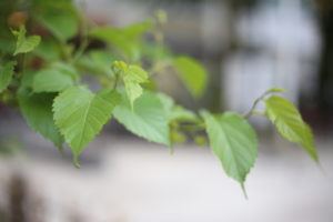 この症状はなに？病院？行く？行かない？非常事態？ダイジョブ？ダイジョバナイ？