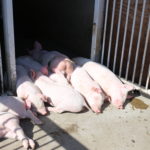 まだマザー牧場 母さん父さん泣きそうになった こぶたレース抽選?完走?