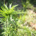 好きなことを仕事にするのか、得意なことを仕事にするのか。