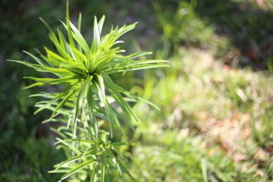 好きなことを仕事にするのか、得意なことを仕事にするのか。