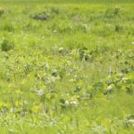 【臨時更新】ロゴができました！