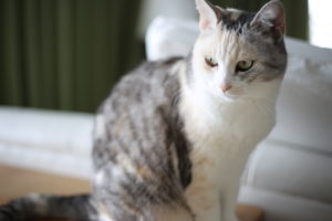 【愛のある家政婦】が欲しかったそうです