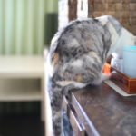 小３学童なしのここまでの過ごし方