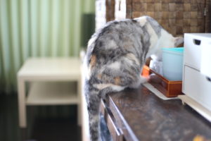 小３学童なしのここまでの過ごし方