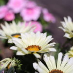 スケジュール帳がいっぱいです