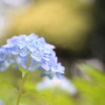 アイツが来ないよー