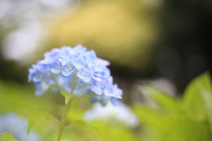 アイツが来ないよー