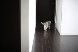 最近休みの日は何してるか。9歳と7歳子持ちの日常