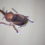 【会員限定】夫とともにサバイブ【子供のローカル団体でひどいめにあった話】完結編