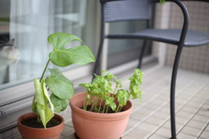 髪の毛のこと～コンフォートゾーンを出た話