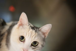 夫婦間挨拶強化月間