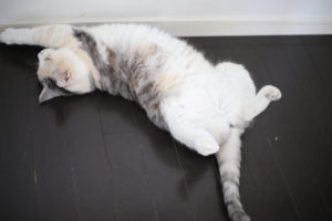 絶対子供に教えたい　幸せにもっとも欠かせない材料