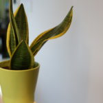 子供の『お手伝い』について思うこと。