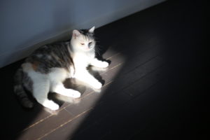 【動画でわかりやすく説明してみた】ワーママ的いまさら聞けない投資信託の話！