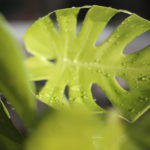 習い事ゼロ方針