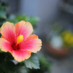 やっぱりあった、モラ男製造本のような思春期息子本