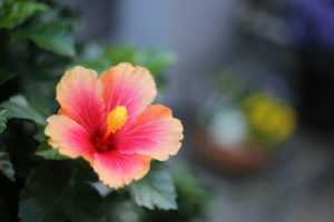 驚いた、鬼ですって。それでも私たちの言葉は届いたということ。