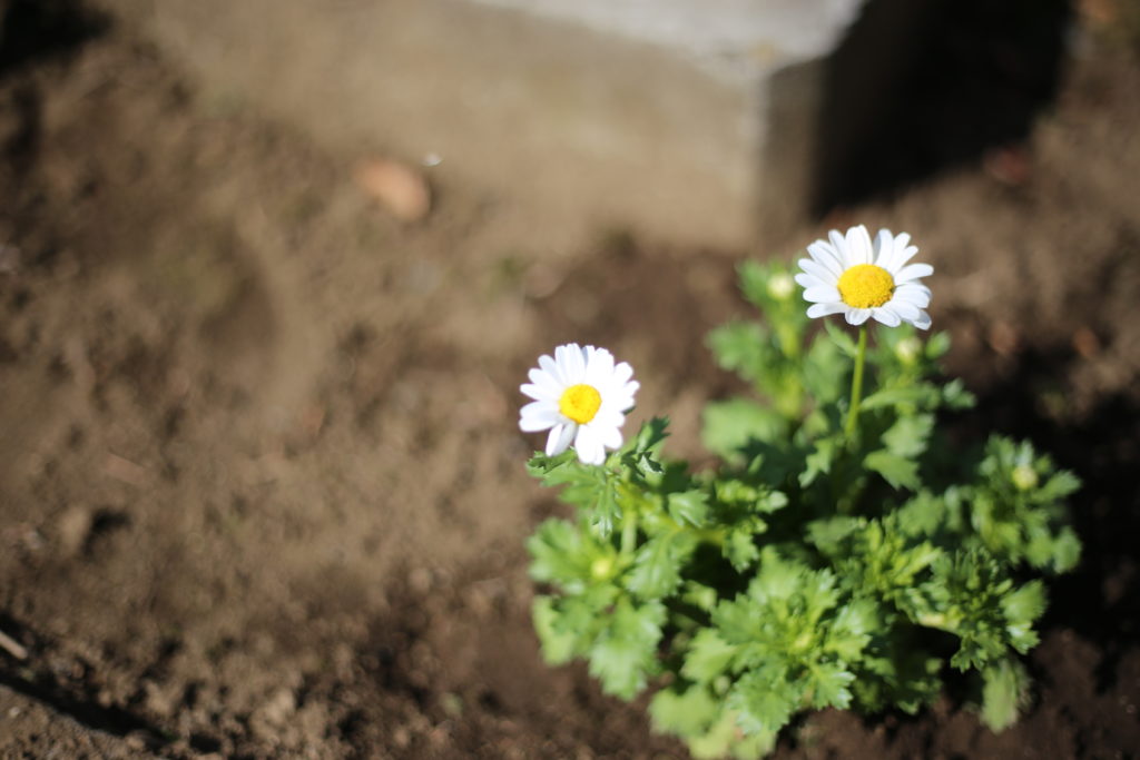 パパ レベルアップ