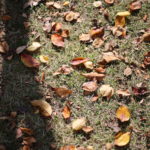 やんちゃな若者、じゃなくてやんちゃな世代