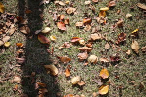 やんちゃな若者、じゃなくてやんちゃな世代