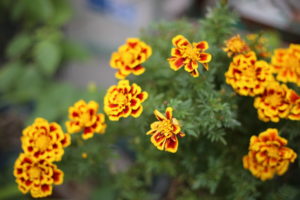 善意ある〇〇　専業主婦の妻と共働きと