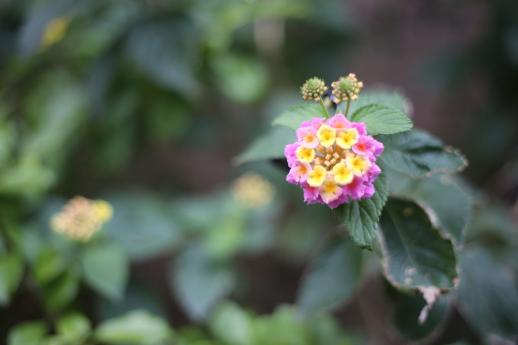 ワーママ　辞めたい