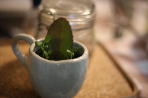 おうちのこだわり 同居人とのすり合わせが難しい